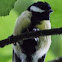 Great Tit