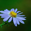 Late Purple Aster