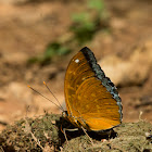 Common Archduke - Male