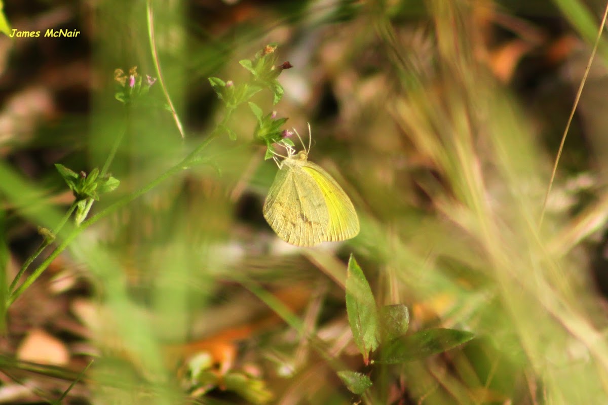 Straight-barred Grass Yellow Sulphur Butterfly