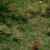 Northern Cardinal