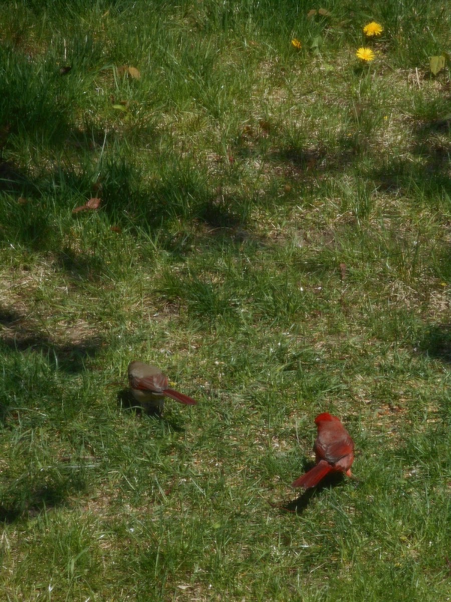 Northern Cardinal