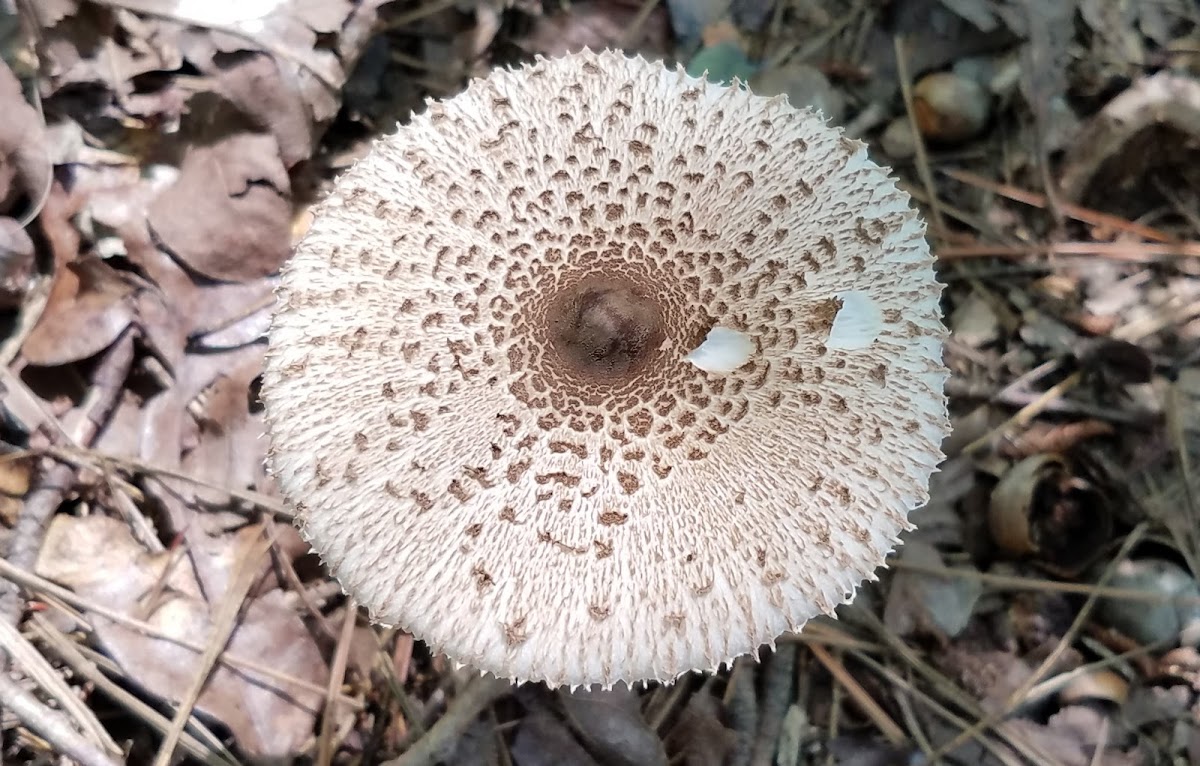 Parasol mushroom