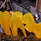 Yellow Jelly Fungus