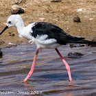 Black-winged Stilt; Cigüeñuela