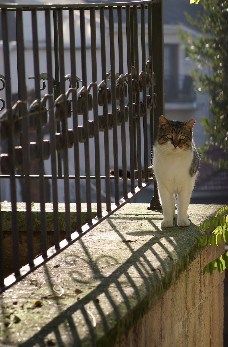 gatto di ringhiera di i1rsv