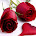 Rod and Bouquets