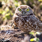 Burrowing Owl