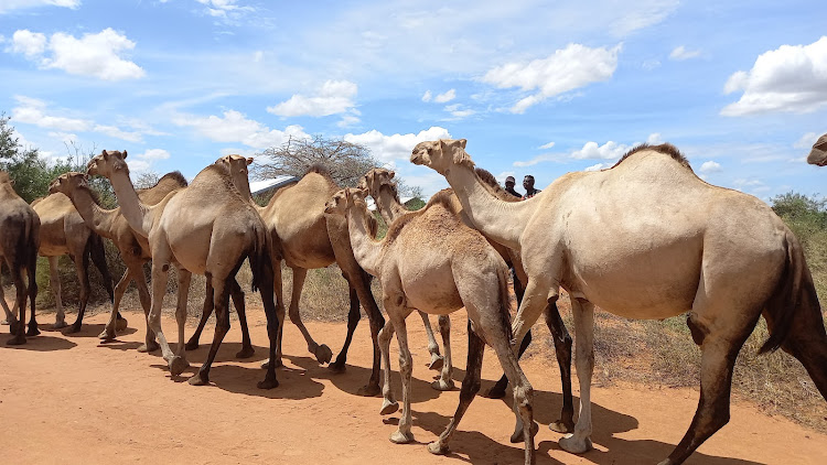 Camels pass through Kanjaocha town in Samburu, Kwale county, on Wednesday, May 8, 2024.