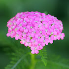 Common Yarrow