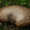 Dryads Saddle