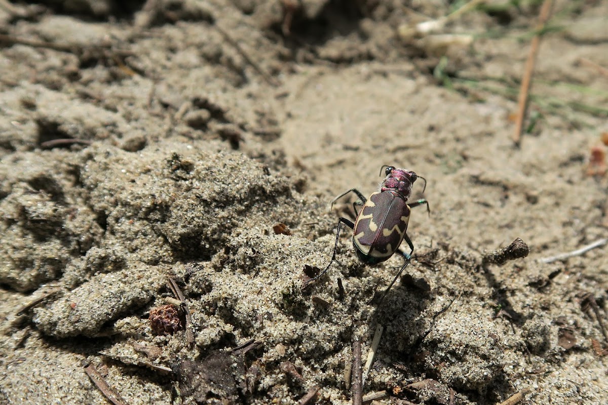 Big Sand Tiger Beetle