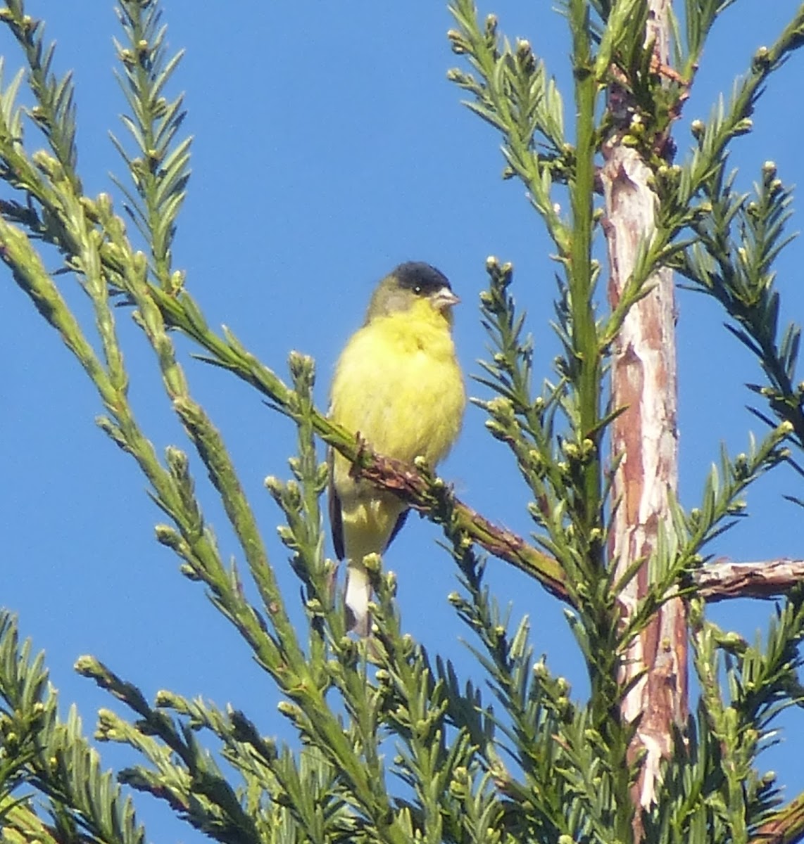 Lesser Gold Finch