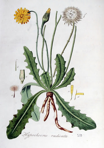 Hypochaeris radicata