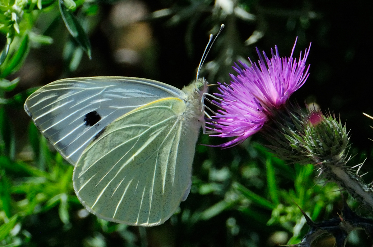 Large White; Mariposa de la col