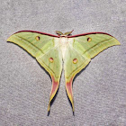 Indian Moon Moth