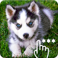 Siberian Husky Wallpaper Pattern PIN Lock Screen