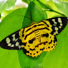 False Tiger Moth