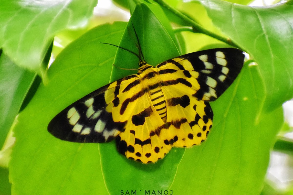 False Tiger Moth