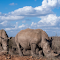 Item logo image for Two rhinos