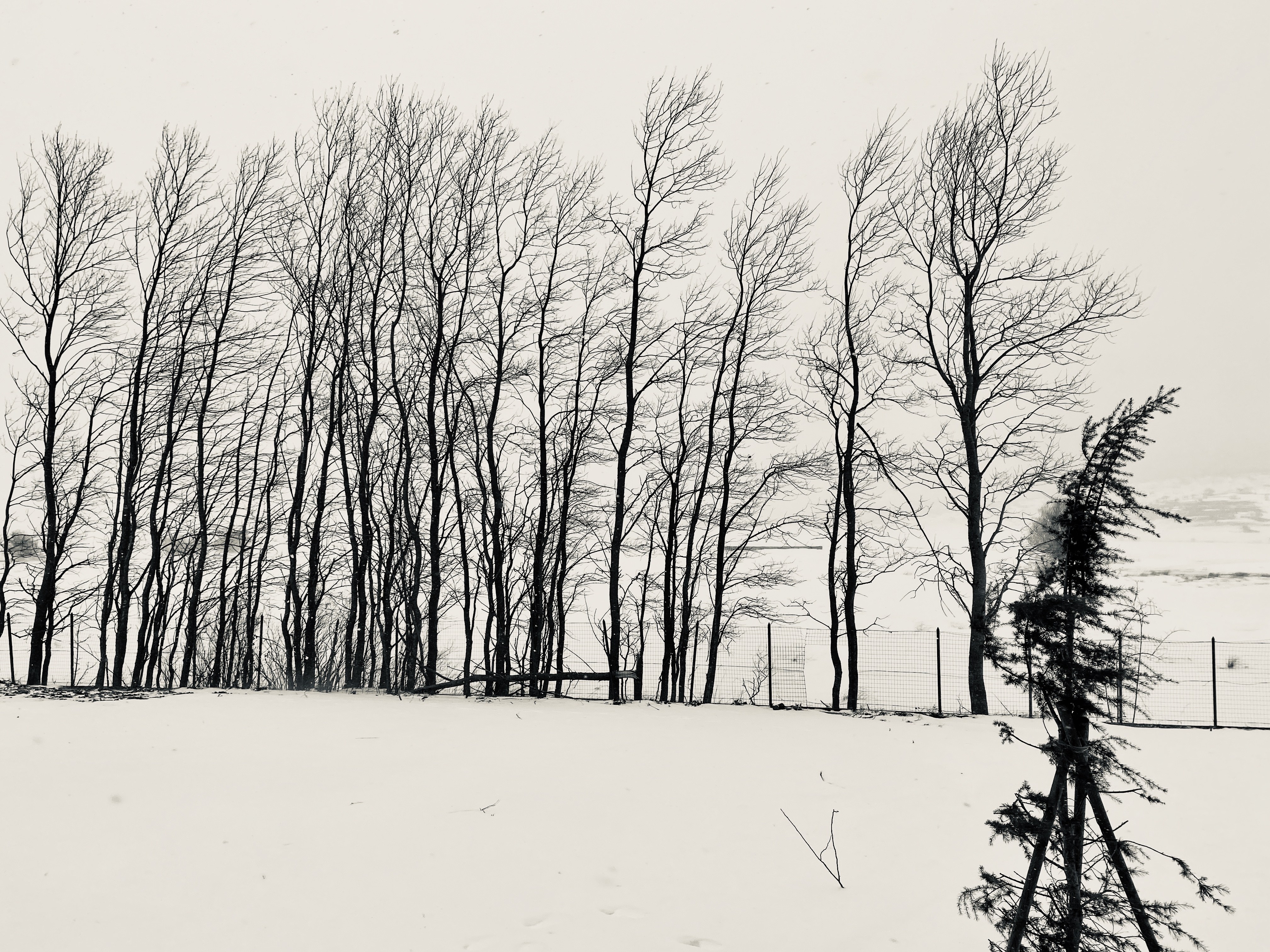 Gennaio in montagna  di emidesa