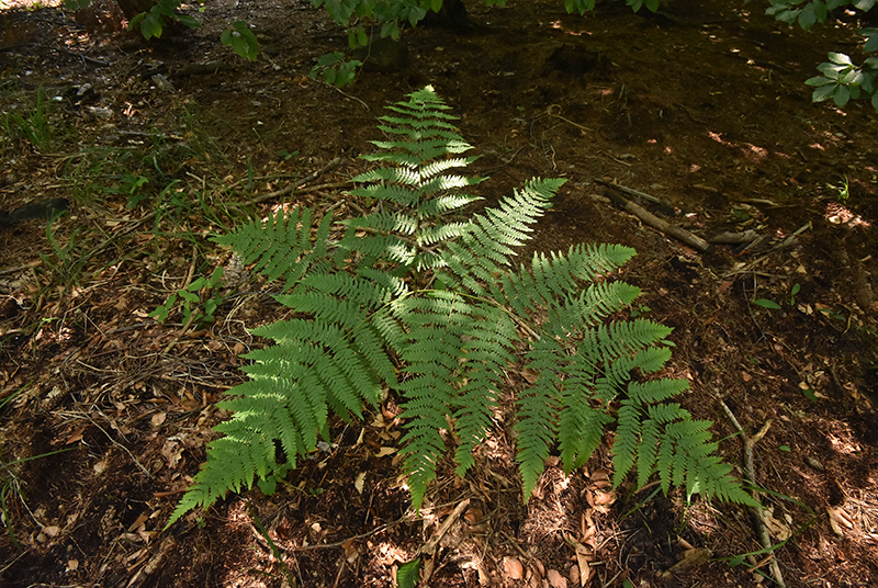 Eagle Fern