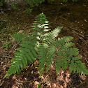 Eagle Fern