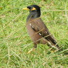 Common Myna