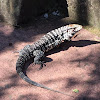 Argentine Black and White Tegu