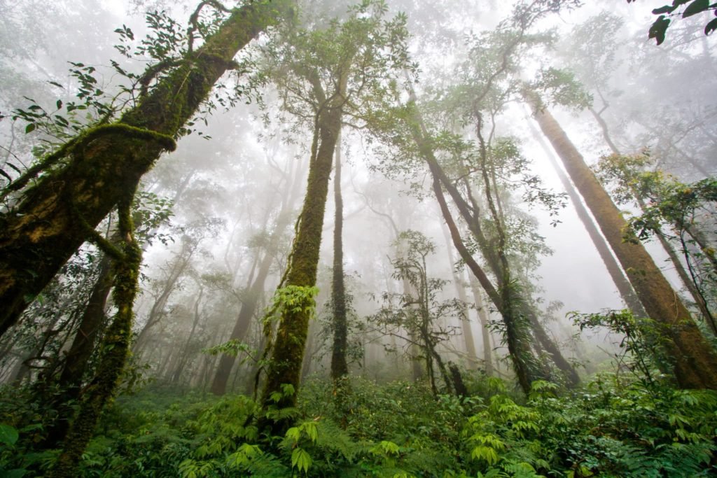 Amazon Forest