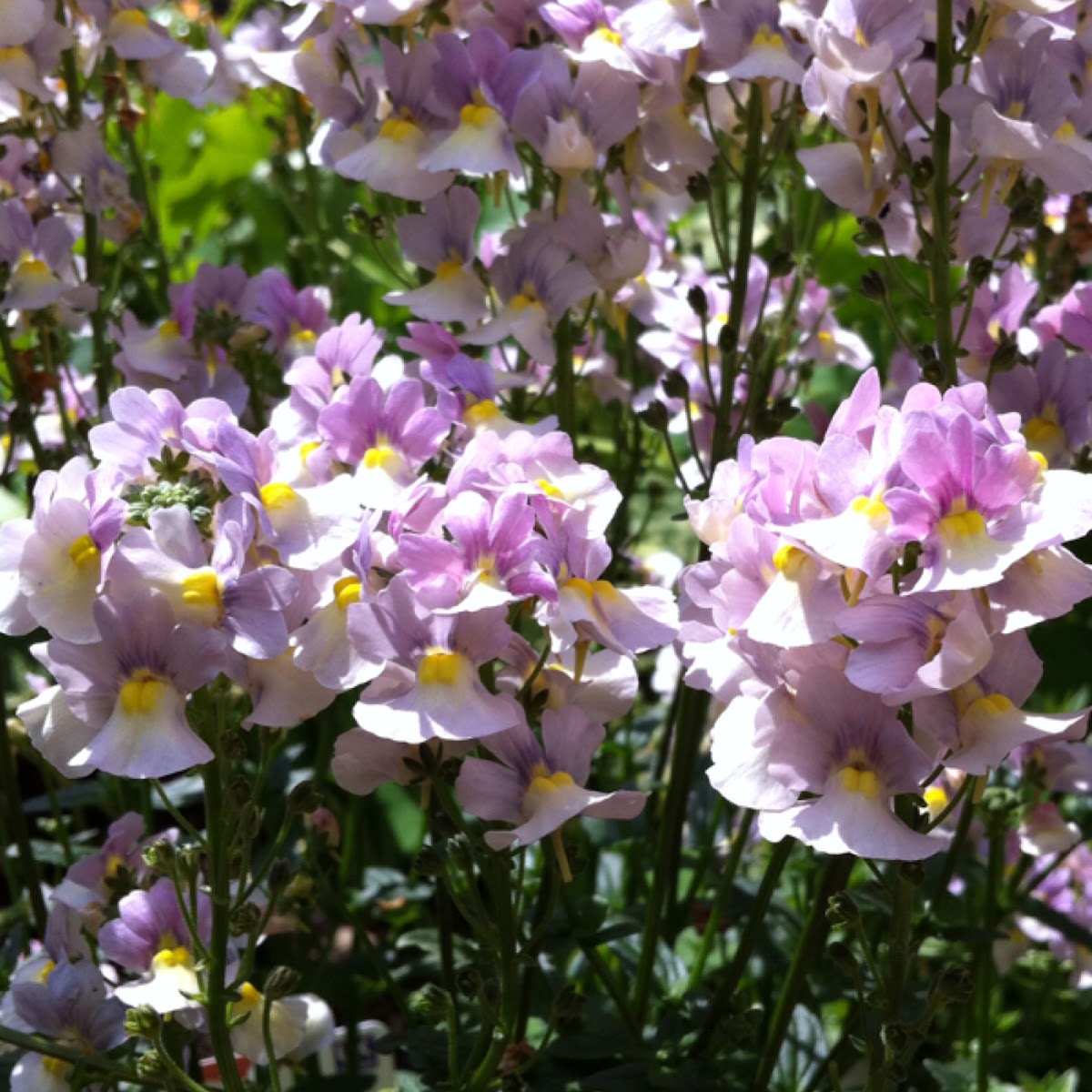 Nemesia 'Sweet Lady'