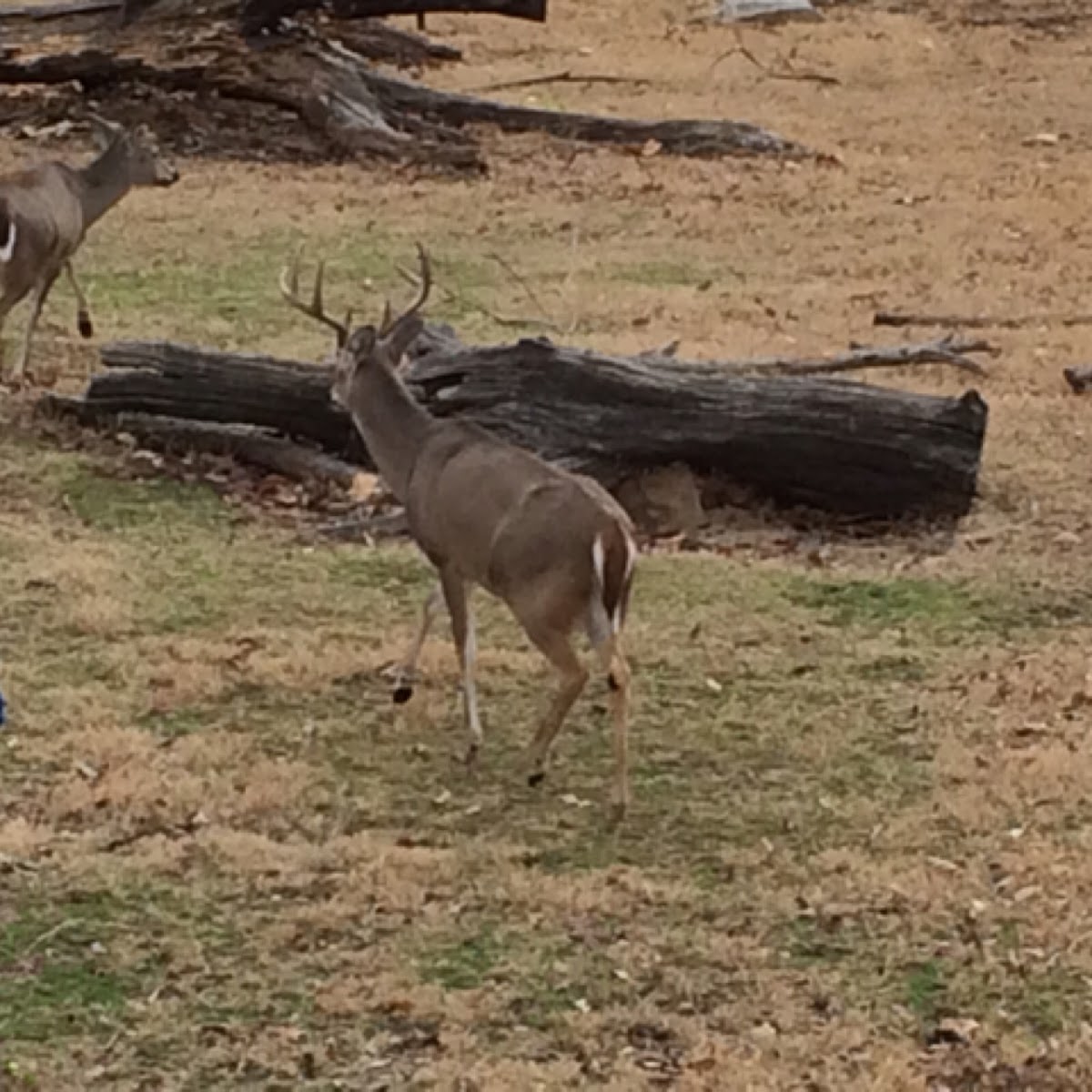 White-tailed deer