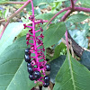 American Pokeweed