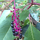 American Pokeweed