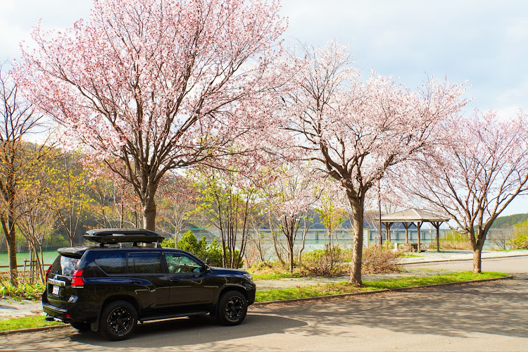 ランドクルーザープラドの北海道・GW・桜コラボ・春スキー・5月もよろしくお願いしますに関するカスタム事例の投稿画像2枚目