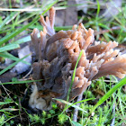 Grey Coral Fungus