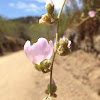 Bush Mallow