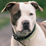 Staffordshire Bull Terrier Puzzle  Icon