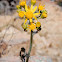 Butterweed