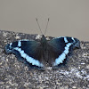 Blue Admiral