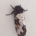 Owlet moth