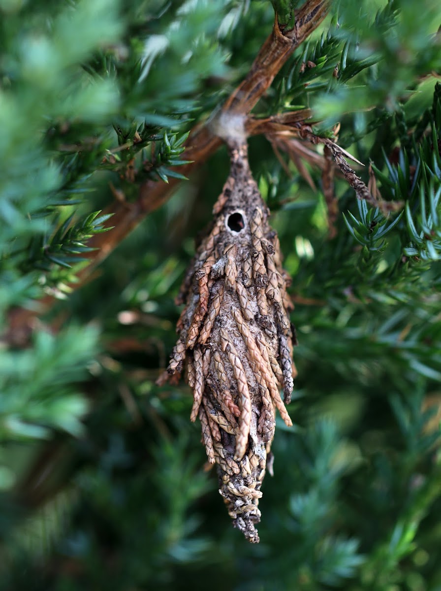 Evergreen Bagworm Case