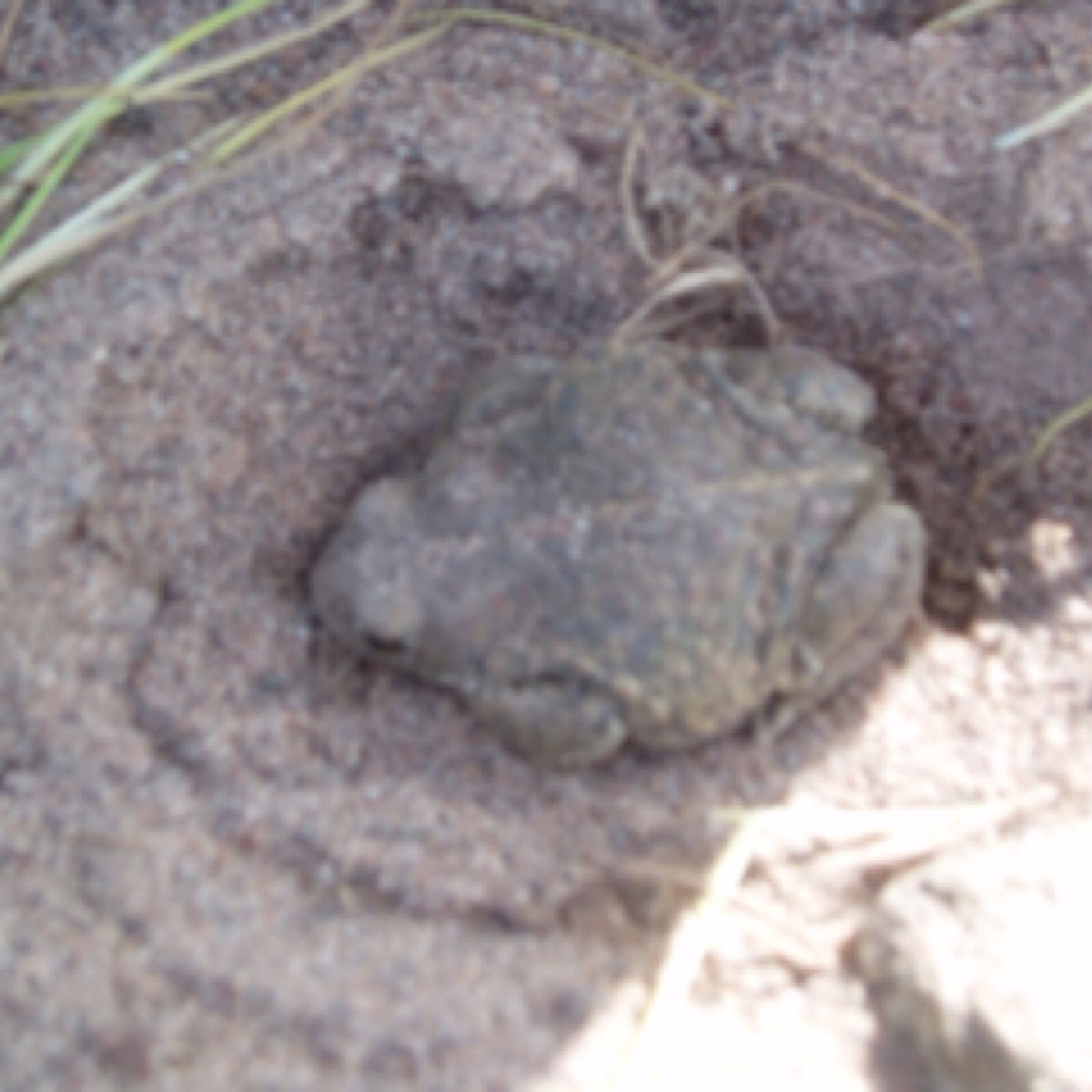 Natterjack Toad