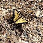 Eastern Tiger Swallowtail