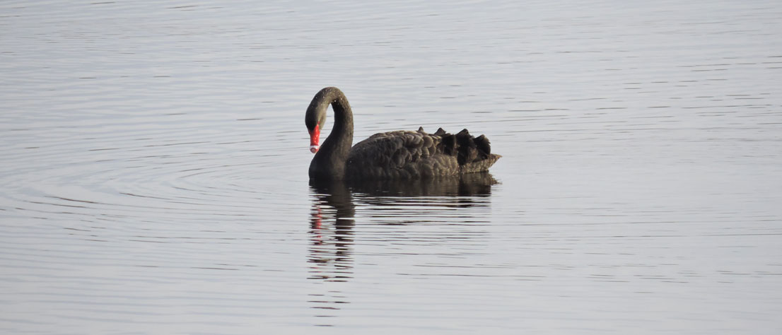 Black Swan