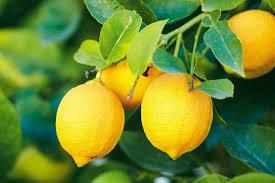 Image result for Citrus limon