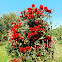 Crimson Bottlebrush