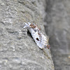 Carpenter or Goat Moth