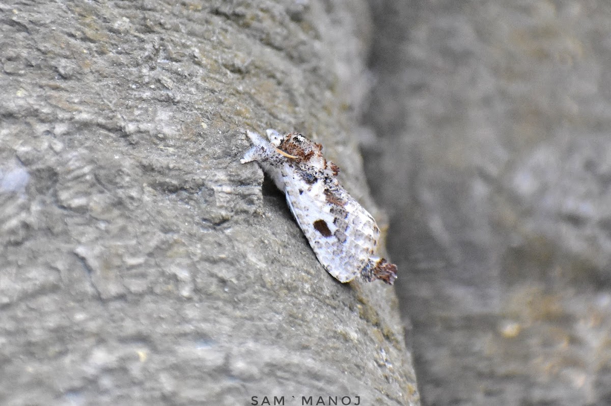 Carpenter or Goat Moth