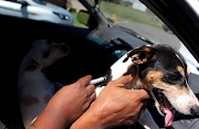 Jack Russell terrier Bella receives her rabies vaccination while Snowball waits her turn.